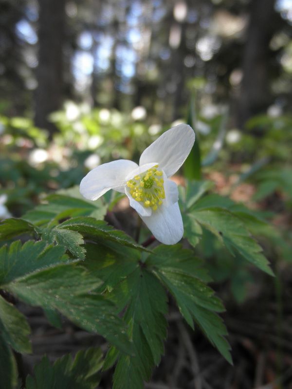 Anemonoides nemorosa